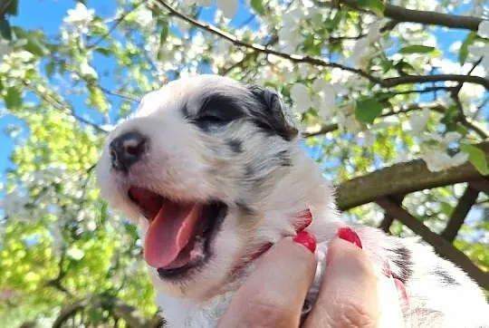 Border Collie , Dąbrowa