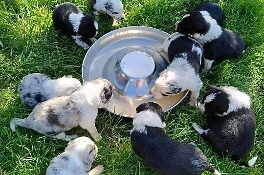 Border Collie , Dąbrowa