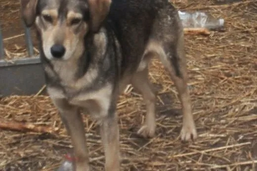 Alwin czeka na dobry dom ,  mazowieckie Warszawa
