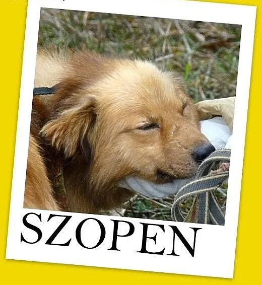 Idealny,spokojny,cichy,grzeczny,łagodny piesek śre
