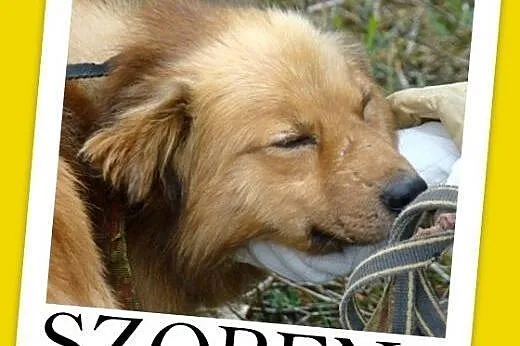 Idealny,spokojny,cichy,grzeczny,łagodny piesek śre