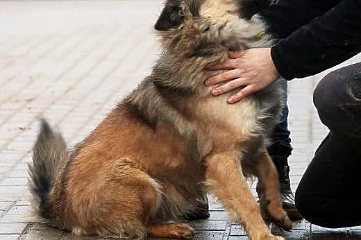 SAJGON młody owczarek w wersji mini łagodny, pogod