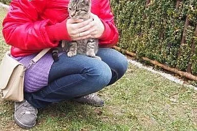 Dwa pręgowane pasiaki pilnie szukają domów !,  dol