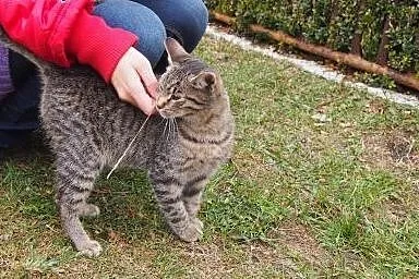 Dwa pręgowane pasiaki pilnie szukają domów !,  dol