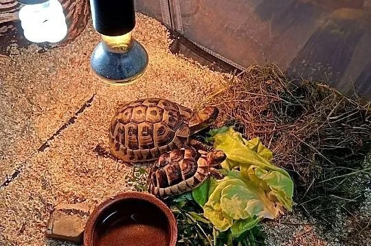 Sprzedam dorosłego żółwia greckiego, Podkarpackie, Jabłonka