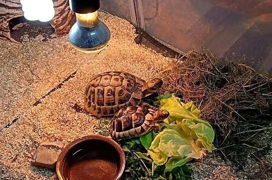Sprzedam dorosłego żółwia greckiego, Podkarpackie, Jabłonka