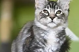 Maine Coon kotka rodowód fpl