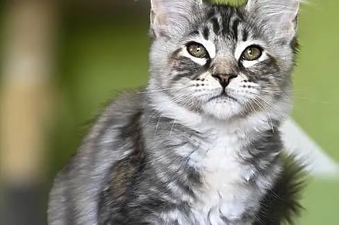 Maine Coon kotka rodowód fpl