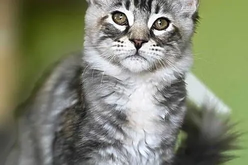 Maine Coon kotka rodowód fpl, Małopolskie, Olkusz
