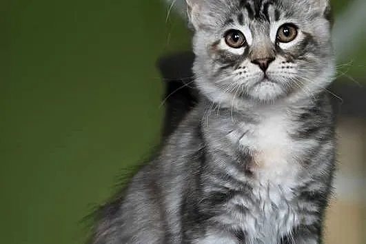 Maine Coon kotka rodowód fpl, Małopolskie, Olkusz