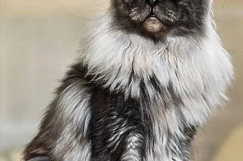 Maine Coon kotka rodowód fpl, Małopolskie, Olkusz