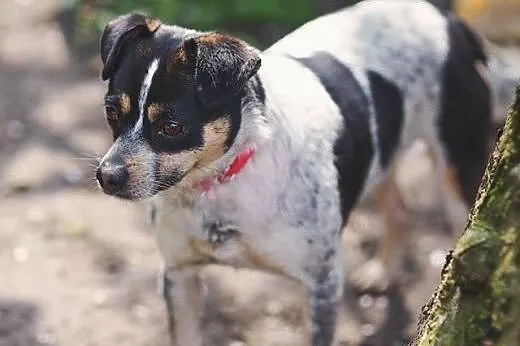 Łatka pilnie szuka kochającego domku adoptuj ją nim trafi do schronu,  Kundelki cała Polska