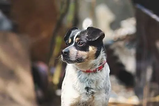 Łatka pilnie szuka kochającego domku adoptuj ją ni