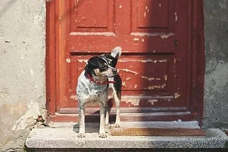 Łatka pilnie szuka kochającego domku adoptuj ją ni