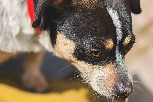 Łatka pilnie szuka kochającego domku adoptuj ją ni