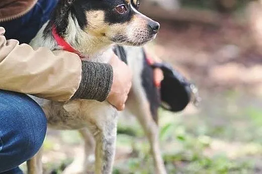 Łatka pilnie szuka kochającego domku adoptuj ją ni