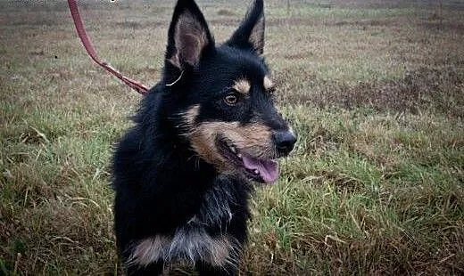 Piękny Haker do adopcji, czy znajdzie ciepły i koc