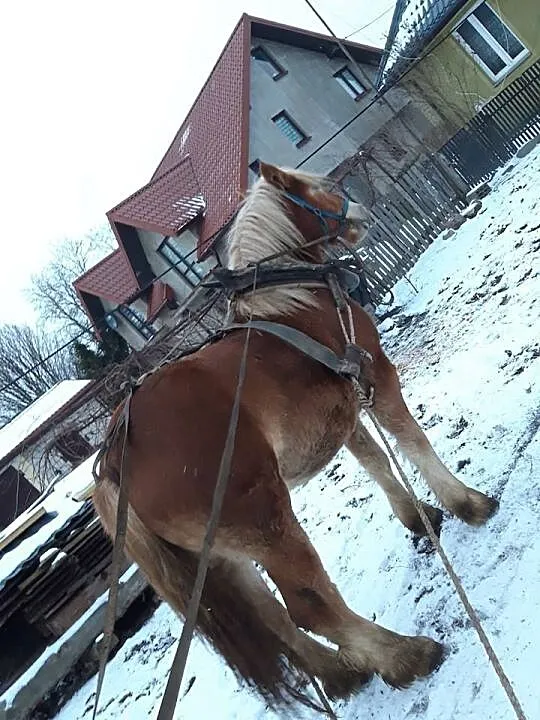 Klaczka Zimnokrwista, , Hordzież