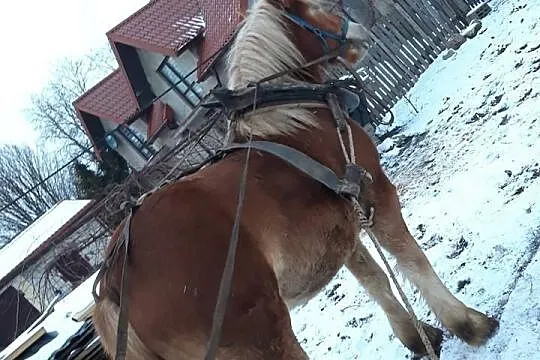 Klaczka Zimnokrwista, , Hordzież