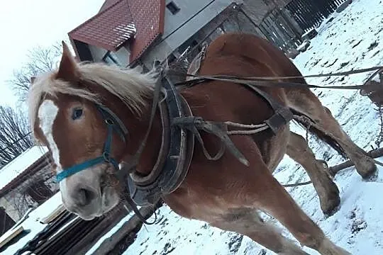 Klaczka Zimnokrwista, , Hordzież