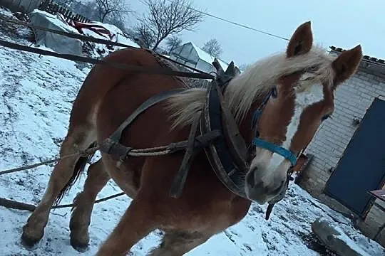 Klaczka Zimnokrwista, , Hordzież
