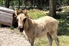 Źrebak konik polski