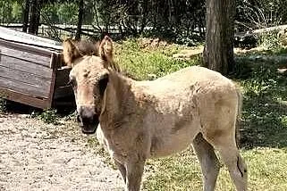 Źrebak konik polski, Wielkopolskie, Turek
