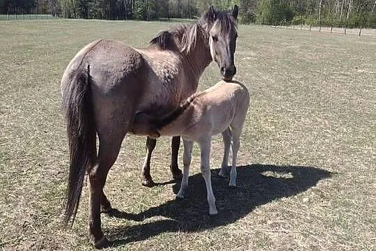 Źrebak konik polski, Wielkopolskie, Turek