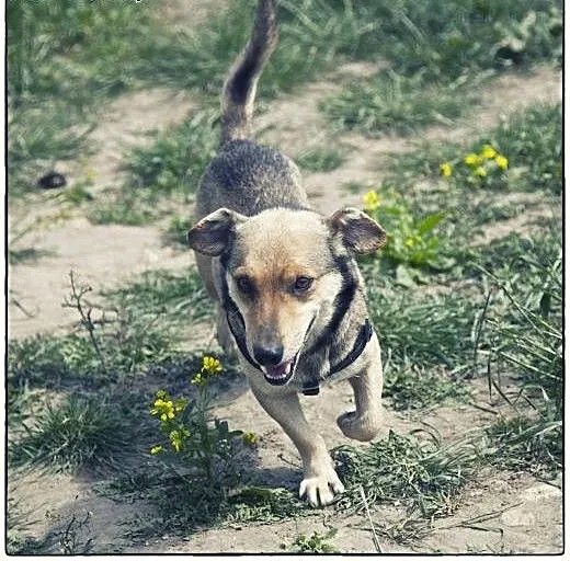 Forest - uroczy cudak do adopcji :), łódzkie Łódź