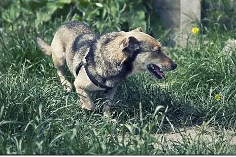 Forest - uroczy cudak do adopcji :),  łódzkie Łódź