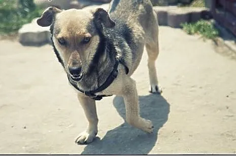 Forest - uroczy cudak do adopcji :),  łódzkie Łódź