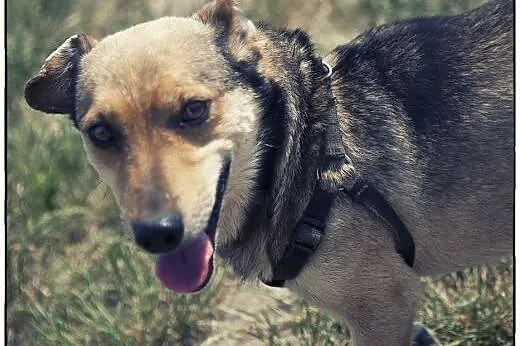 Forest - uroczy cudak do adopcji :),  łódzkie Łódź