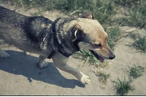 Forest - uroczy cudak do adopcji :),  łódzkie Łódź