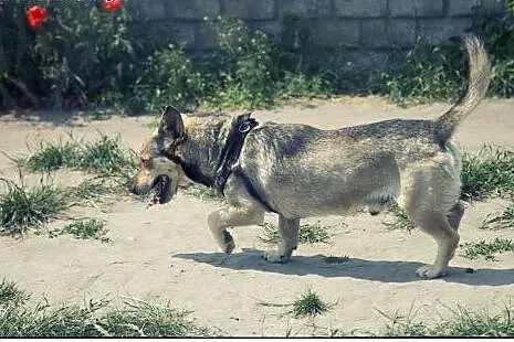 Forest - uroczy cudak do adopcji :),  łódzkie Łódź