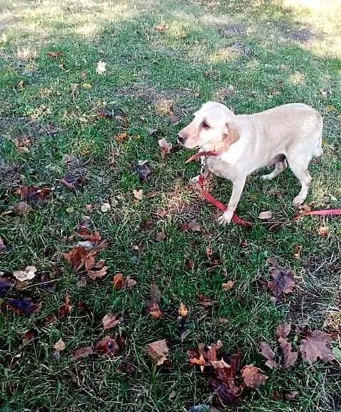 Sprzedam sunie rasy Labrador, Pomorskie, Kościerzyna