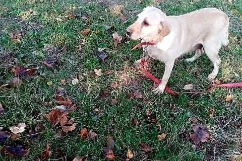 Sprzedam sunie rasy Labrador, Pomorskie, Kościerzyna