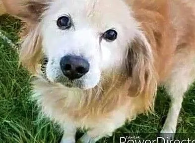 SPAJKI - staruszek w typie goldena gaśnie w schronisku! Adoptuj!, Łódzkie, Łódź