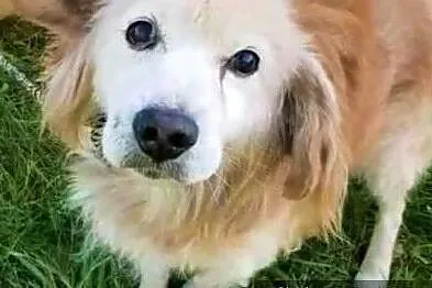 SPAJKI - staruszek w typie goldena gaśnie w schronisku! Adoptuj!, Łódzkie, Łódź