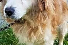 SPAJKI - staruszek w typie goldena gaśnie w schronisku! Adoptuj!, Łódzkie, Łódź