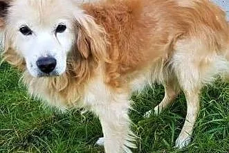 SPAJKI - staruszek w typie goldena gaśnie w schronisku! Adoptuj!, Łódzkie, Łódź