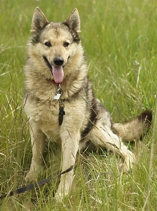 Jezz :) pies, adopcja, lubuskie Gorzów Wielkopols