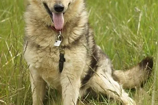 Jezz :) pies, adopcja,  lubuskie Gorzów Wielkopols