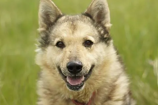 Jezz :) pies, adopcja,  lubuskie Gorzów Wielkopols
