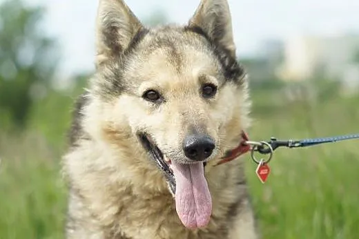 Jezz :) pies, adopcja,  lubuskie Gorzów Wielkopols