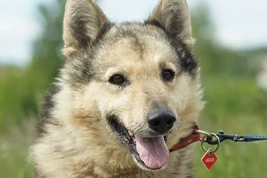 Jezz :) pies, adopcja,  lubuskie Gorzów Wielkopols