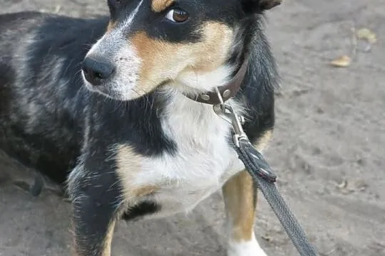 Zoja malutka sunia szuka milości! pilne!