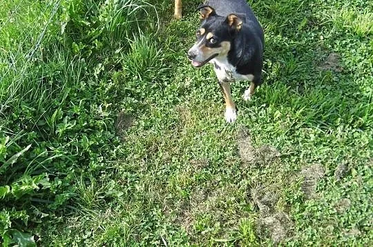 Zoja malutka sunia szuka milości! pilne!