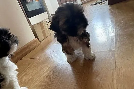 Suczka shih tzu
