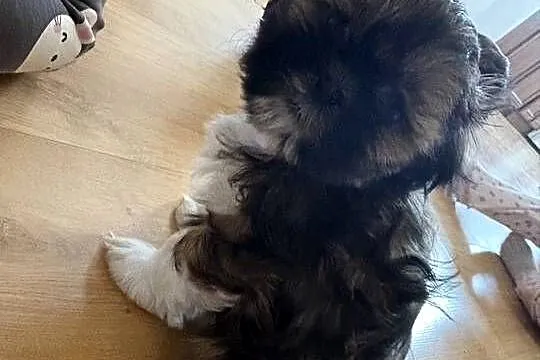 Suczka shih tzu, Mazowieckie, Lipa