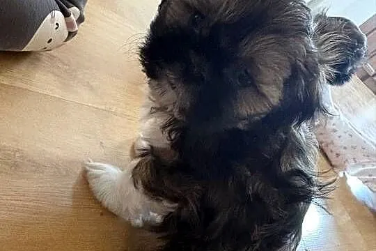 Suczka shih tzu, Mazowieckie, Lipa